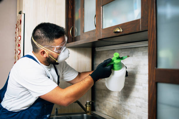 Reliable Hawaiian Beaches, HI Pest Control Solutions
