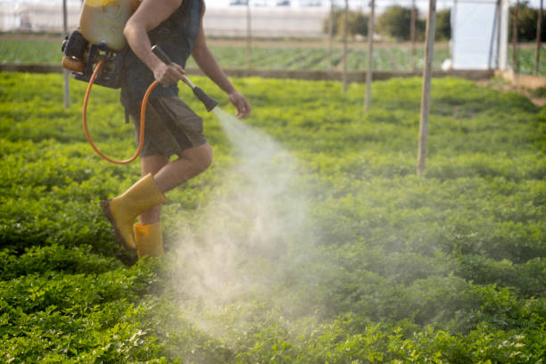 Best Ant Control Services  in Hawaiian Beaches, HI
