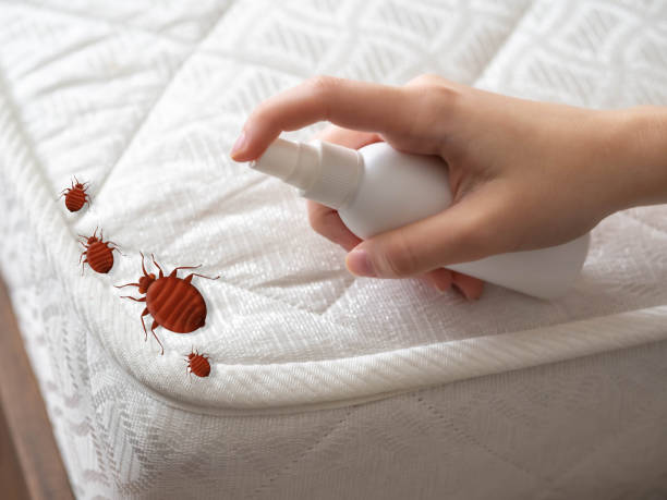 Best Wasp Removal Services  in Hawaiian Beaches, HI
