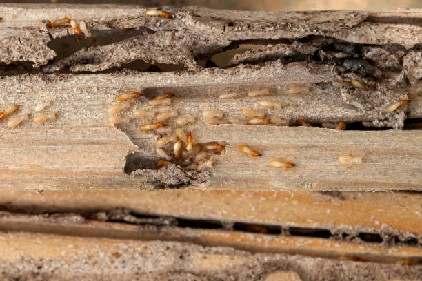 Best Wildlife Control Services  in Hawaiian Beaches, HI