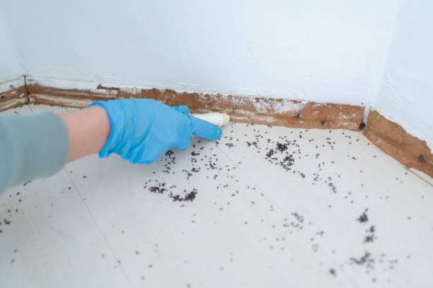 Best Cockroach Control Services  in Hawaiian Beaches, HI