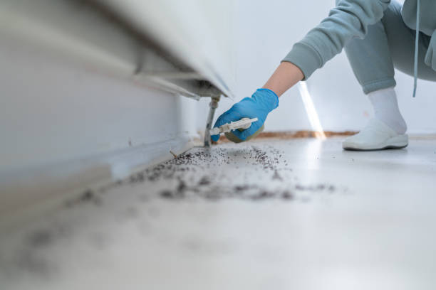 Best Flea Control Services  in Hawaiian Beaches, HI